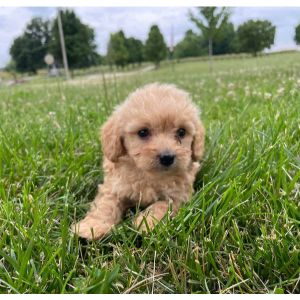 Weaver-Family-Farms (Maltipoo Illinois)