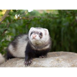 West-Coast-Ferrets (Ferret USA)