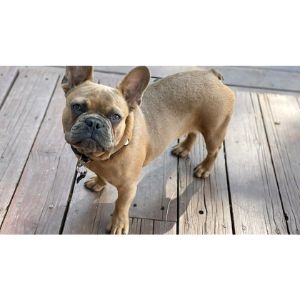 Westchester-French-Bulldog