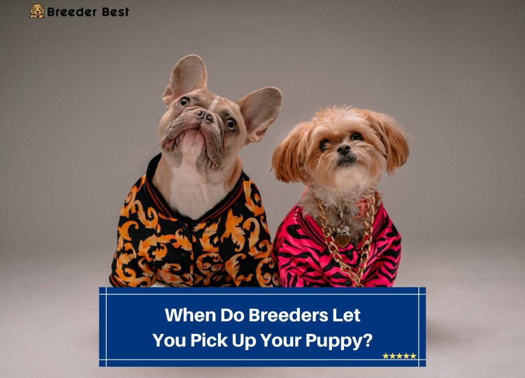 when-do-breeders-let-you-pick-up-your-puppy-2024-breeder-best