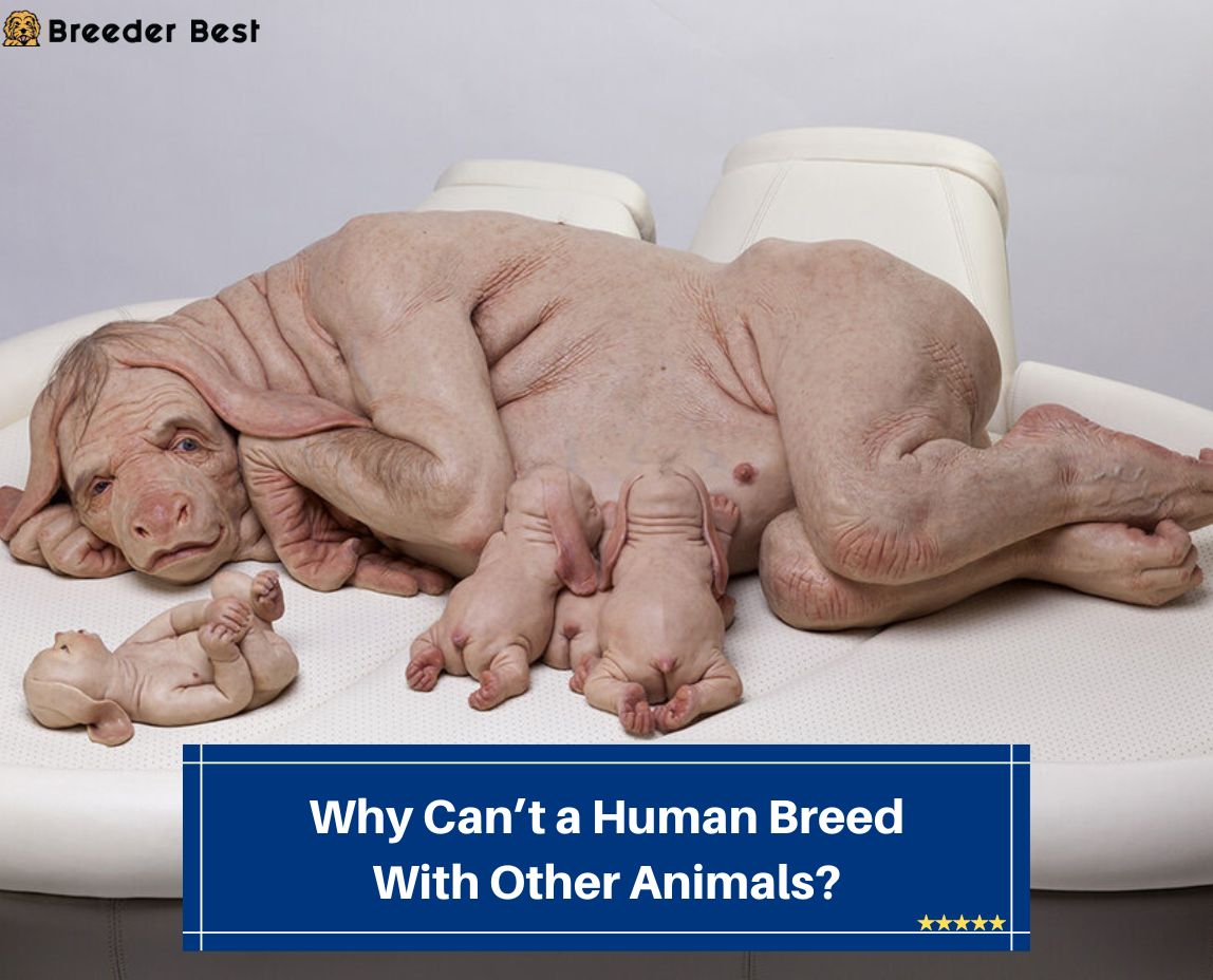 Why-Cant-a-Human-Breed-With-Other-Animals-template