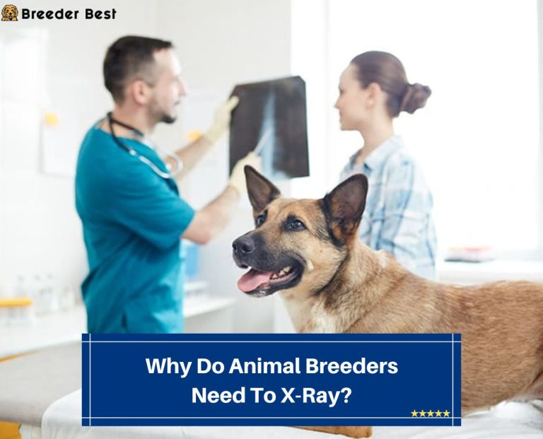 Why Do Animal Breeders Need To XRay? (2023) Breeder Best