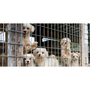 Why-Do-People-Hate-Animal-Breeders