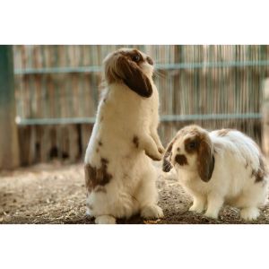 Why-Wont-Rabbits-Breed