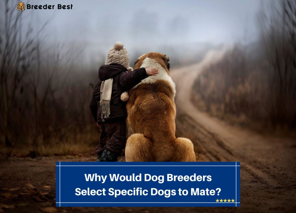 Why Would Dog Breeders Select Specific Dogs to Mate? (2023) Breeder Best