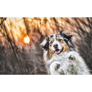 Windy-Acres-Puppy-Adoptions (Aussiedoodle Illinois)