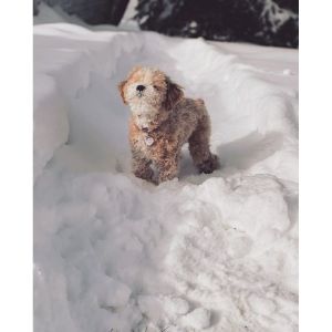 Windy-Way-Hills-Pups-maltipoo-virginia