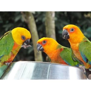 Wrap-Up-how-to-breed-pet-bird