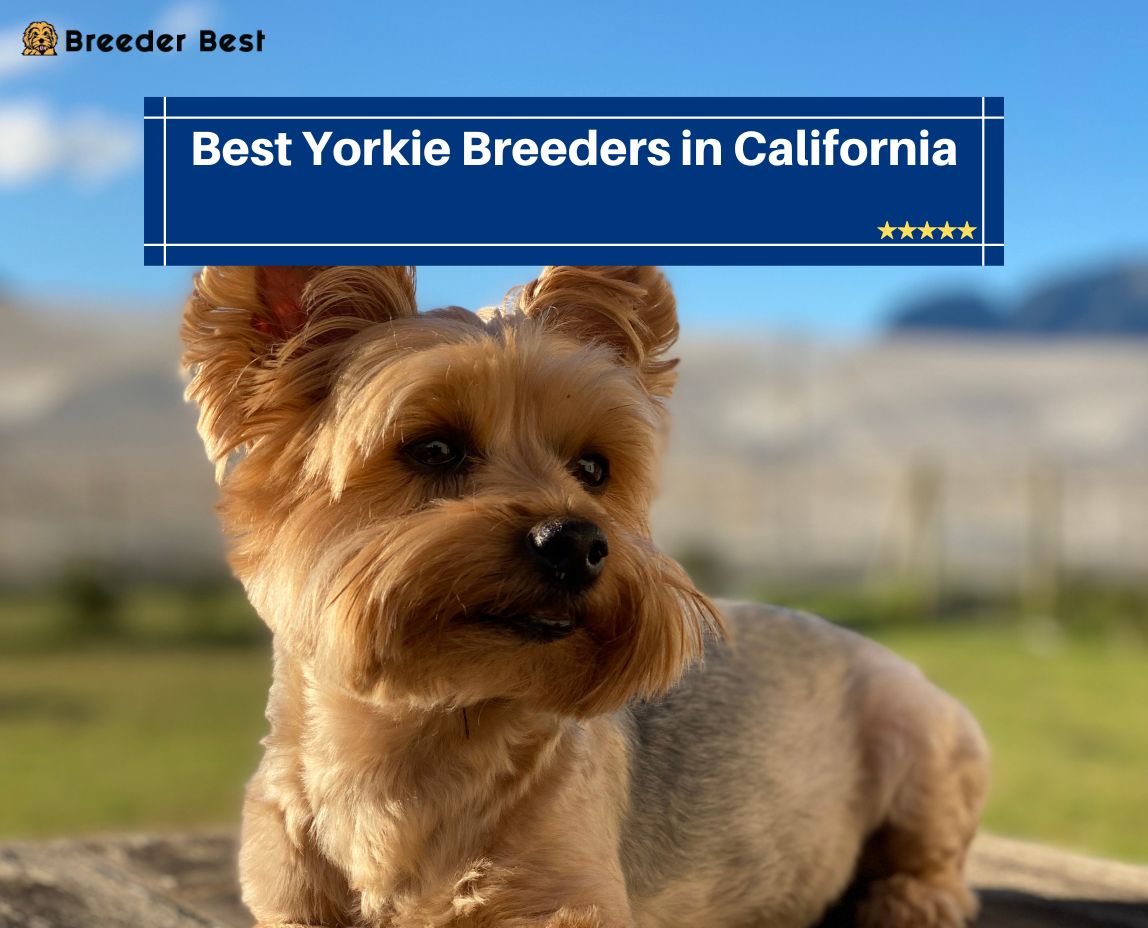 Yorkie Breeders in California