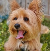 Yorkie Puppies For Sale in California