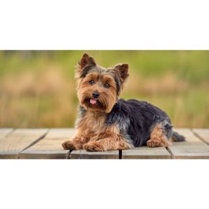 Yorkie-Puppies-In-Florida