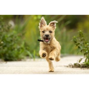 Best-Cairn-Terrier-Puppies-For-Sale-in-California
