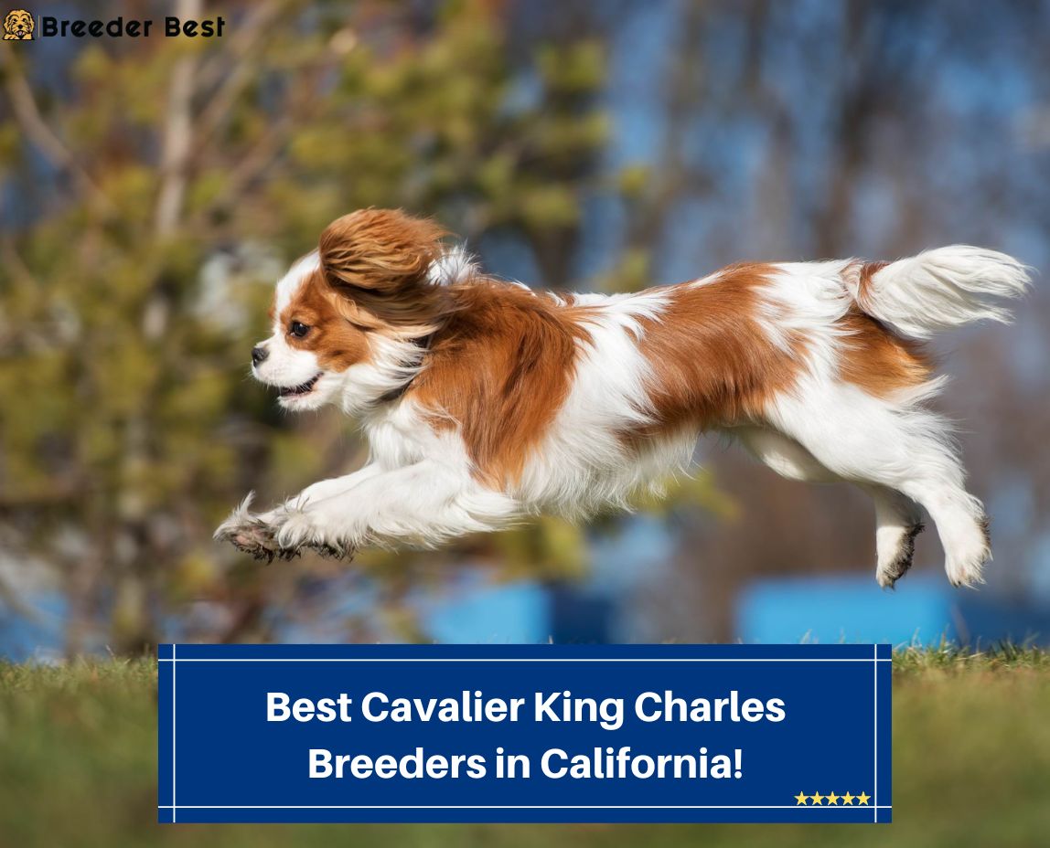 6 Best Cavalier King Charles Breeders in California! (2022)
