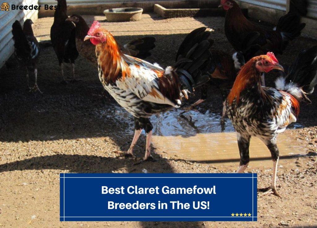 6 Best Claret Gamefowl Breeders in The US! (2023) Breeder Best