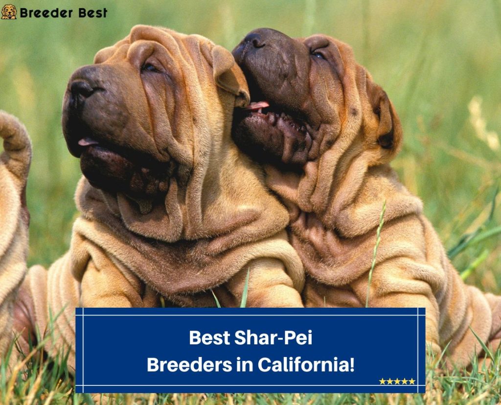 7 Best Shar-Pei Breeders in California! (2024) - Breeder Best