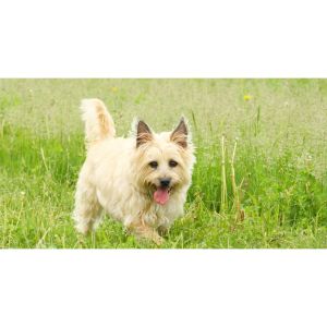 BonnieGlen-Cairn-Terriers (Cairn Terriers California)