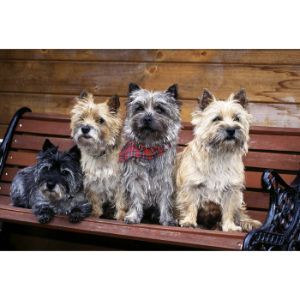 CairnShire (Cairn Terriers California)