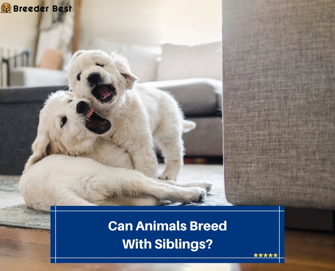Can-Animals-Breed-With-Siblings-template