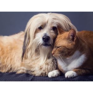 Cat-Breeding-vs.-Dog-Breeding