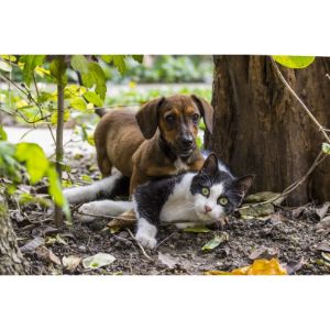 Cats-and-Dogs-Breeding
