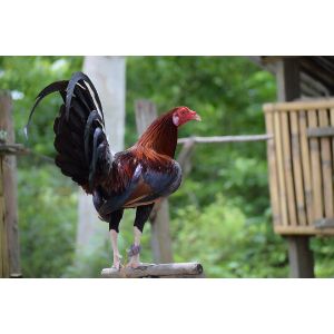 Conclusion-For-Best-Claret-Gamefowl-Breeders-in-The-US