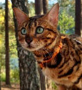 Conclusion For The “Best Bengal Cat Breeders in California”