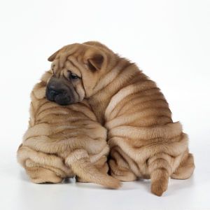 Conclusion-For-The-Best-Shar-Pei-Breeders-in-California
