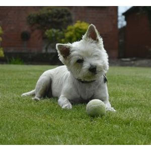 Cybercairns (Cairn Terriers California)