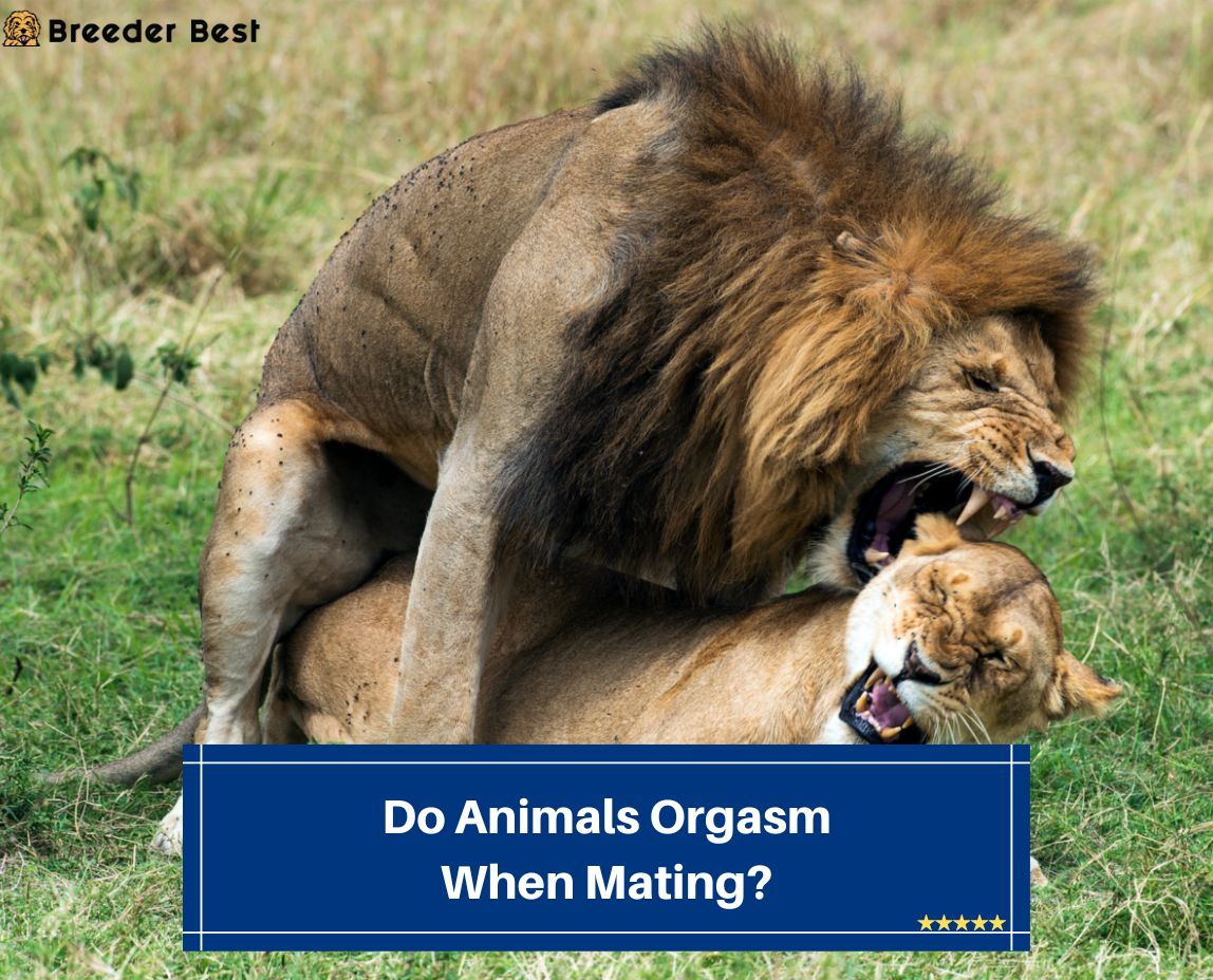 Do Animals Orgasm When Mating? (2023) - Breeder Best