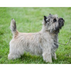 How-to-Choose-a-Cairn-Terrier-Breeder-in-California