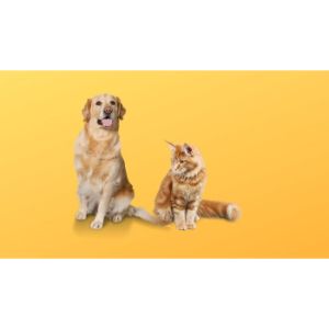 Is-There-a-Cat-Breed-That-Acts-Like-Dogs
