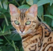 Jakswild Bengals (Bengal Cat California)