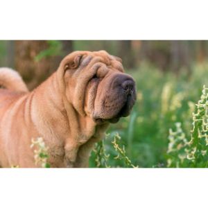 Lava-Kennels-Chinese-Shar-Pei