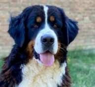 More Information About Bernese Mountain Dogs in New York