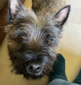 More Information About Cairn Terriers in California