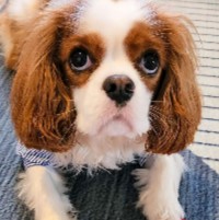 More Information About Cavalier King Charles Breeders in California