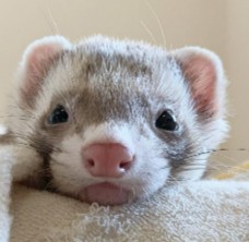 More Information About Ferrets in New York
