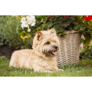 PixieDust-Cairns (Cairn Terriers California)