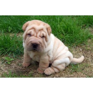Shar-Pei-Puppies-For-Sale-in-California