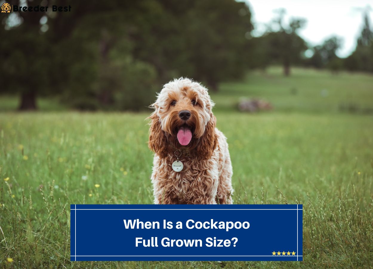 When-Is-a-Cockapoo-Full-Grown-Size-template