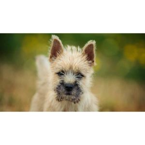 Yellow-Brick-Roads-Kennels (Cairn Terriers California)