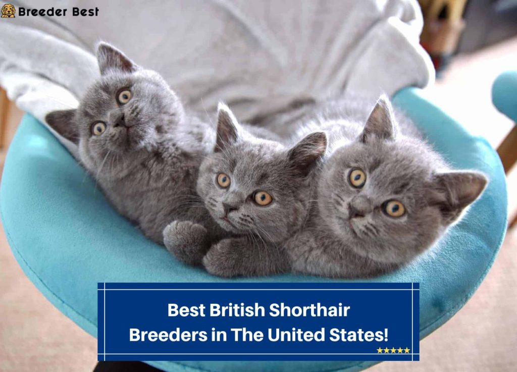 8 Best British Shorthair Breeders In The United States 2024   Best British Shorthair Breeders In The United States Template 1024x737 