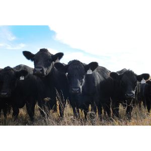 Best-Livestock-Breeders-in-the-US