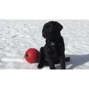 Boulder-Puppies