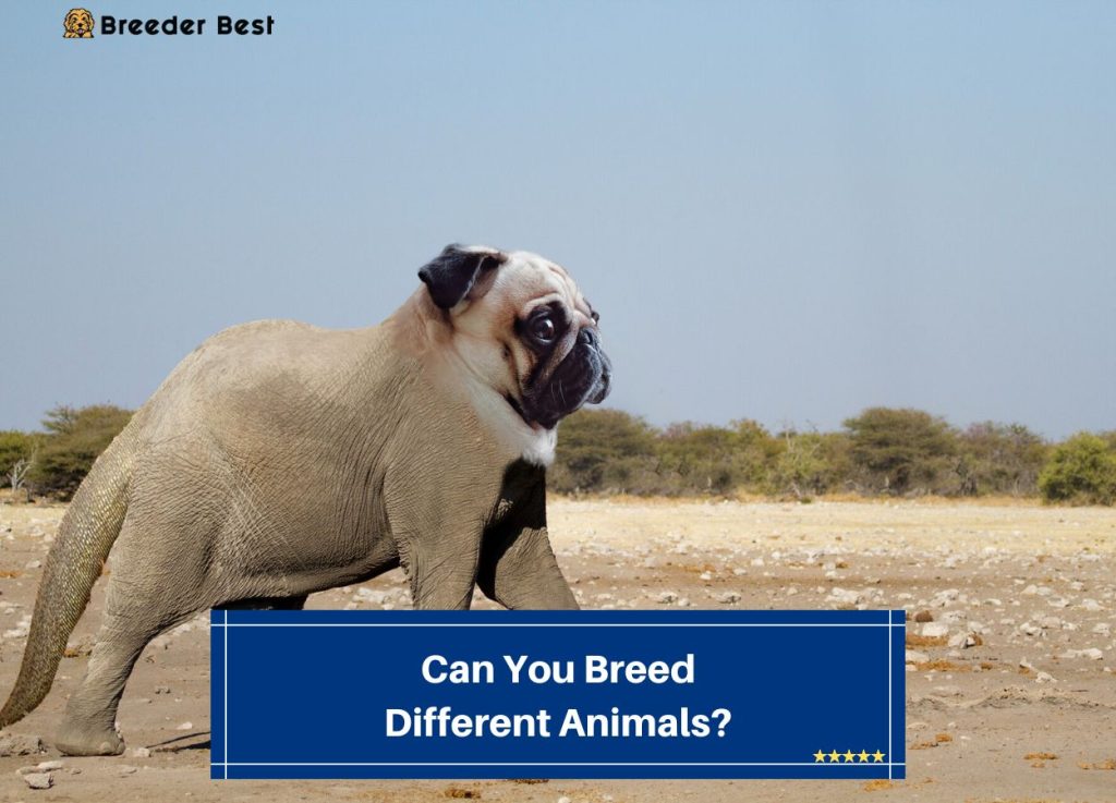 Can You Breed Different Animals Template 1024x737 