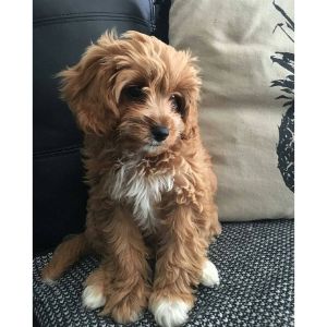 Coat-Type-Decides-If-Cavapoos-Are-Hypoallergenic