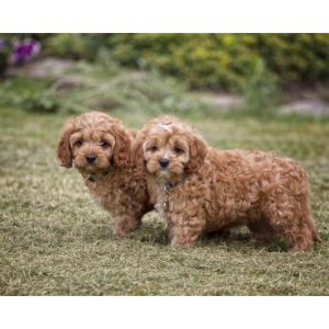 Conclusion-For-Are-Cavapoos-Hypoallergenic