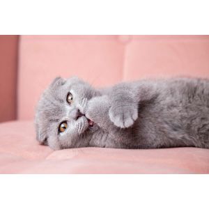 Conclusion-For-Best-British-Shorthair-Breeders-in-The-United-States