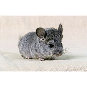 Conclusion-For-Best-Chinchilla-Breeders-in-The-United-States