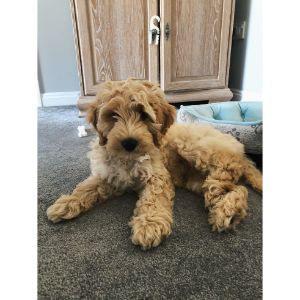 Conclusion-For-When-Is-a-Cockapoo-Full-Grown-Size